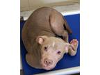 Adopt Piggles a American Pit Bull Terrier / Mixed dog in Lexington