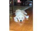 Adopt Cotton~adopted! a White Great Pyrenees / Mixed dog in Southbury