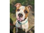 Adopt Howl a American Pit Bull Terrier / Mixed dog in Portsmouth, VA (38988797)