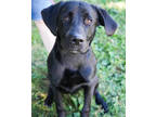 Adopt Bubba a Black Labrador Retriever / Mixed dog in Bowling Green