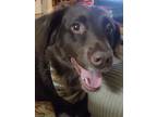 Adopt Daisy Mae a Brown/Chocolate Boykin Spaniel / Mixed dog in Maylene