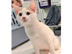 Adopt 655830 a White Domestic Shorthair / Domestic Shorthair / Mixed cat in