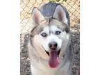 Adopt Dasher* a Gray/Blue/Silver/Salt & Pepper Husky dog in Kingman
