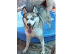 Adopt Laney* a Gray/Blue/Silver/Salt & Pepper Husky dog in Kingman