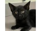 Adopt Zongzi a Domestic Shorthair / Mixed cat in Salisbury, MD (39020856)