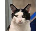 Adopt Luca a Domestic Shorthair / Mixed cat in Bracebridge, ON (39020759)