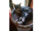 Adopt Hope a White (Mostly) Domestic Shorthair / Mixed (short coat) cat in