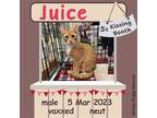 Adopt Juice a Orange or Red (Mostly) Domestic Shorthair / Mixed (short coat) cat