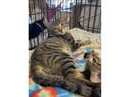 Adopt Elroy a Gray, Blue or Silver Tabby Domestic Shorthair / Mixed (short coat)