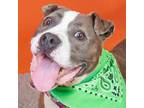Adopt Vesper a Gray/Silver/Salt & Pepper - with Black Mixed Breed (Large) /