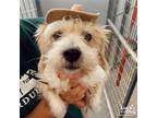 Adopt Cassie a Tan/Yellow/Fawn Terrier (Unknown Type, Medium) / Mixed dog in