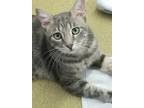 Adopt Stimpy a Domestic Shorthair / Mixed cat in Escondido, CA (38919593)