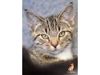 Adopt Kathy a Domestic Shorthair / Mixed cat in Roanoke, VA (38949535)