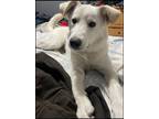 Adopt (bx) Winnie a Mixed Breed (Medium) / Mixed dog in Fargo, ND (39020469)