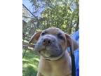 Adopt Dior a Shar Pei / Labrador Retriever / Mixed dog in York, SC (38985853)