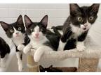 Adopt Butters & Handsome a Black & White or Tuxedo Domestic Shorthair (short
