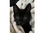 Adopt Prissy a Bombay / Mixed (short coat) cat in Buford, GA (39020023)