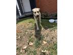 Adopt Eli a Brown/Chocolate German Shepherd Dog / Mixed dog in Fort Worth