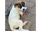 Adopt Beth a Mixed Breed (Medium) / Mixed dog in Rancho Santa Fe, CA (38923695)