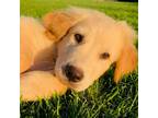 Adopt Tommy a Mixed Breed (Medium) / Mixed dog in Rancho Santa Fe, CA (39000846)