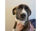 Adopt Chief a Mixed Breed (Medium) / Mixed dog in Rancho Santa Fe, CA (39010767)