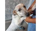 Adopt Miller a Mixed Breed (Medium) / Mixed dog in Rancho Santa Fe