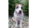 Adopt Pattie a American Pit Bull Terrier / Mixed dog in Fort Wayne