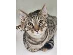 Adopt Audie a Brown or Chocolate Domestic Shorthair / Domestic Shorthair / Mixed