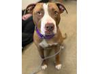 Adopt Dove III 7 a Brown/Chocolate American Pit Bull Terrier / Mixed dog in