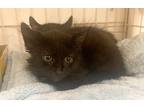 Adopt Noelle-kitten a All Black Domestic Mediumhair / Mixed (medium coat) cat in