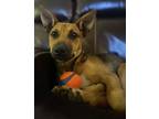 Adopt Kaia a Australian Cattle Dog / Mixed dog in Garden City, NY (39003424)