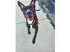 Adopt Josephine a Black - with White American Staffordshire Terrier / Mixed dog