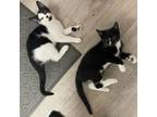 Adopt Pickles and Peppers a All Black Domestic Shorthair / Mixed cat in