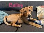 Adopt Bailey a Tan/Yellow/Fawn Catahoula Leopard Dog / Mixed dog in Tampa