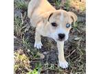 Adopt Tequila a Tan/Yellow/Fawn - with White Catahoula Leopard Dog / Mixed dog