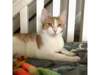 Adopt Kanga a Orange or Red (Mostly) Domestic Shorthair / Mixed cat in