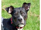 Adopt Manny a Black Mixed Breed (Large) / Mixed dog in West Seneca