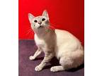 Adopt Donita a Cream or Ivory Siamese / Domestic Shorthair / Mixed cat in