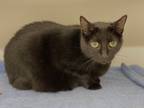 Adopt Terri a All Black Domestic Shorthair / Domestic Shorthair / Mixed cat in