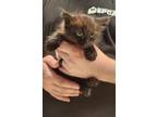 Adopt Artichoke a All Black Domestic Shorthair / Domestic Shorthair / Mixed cat