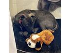 Adopt Timothy a Black Labrador Retriever / American Staffordshire Terrier /