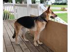 Adopt Ivy a Black - with Tan, Yellow or Fawn German Shepherd Dog / Mixed dog in