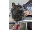 Adopt Nocturne a Gray or Blue Domestic Shorthair / Mixed cat in Franklin