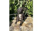 Adopt Ashton a Black Retriever (Unknown Type) / Mixed dog in Moultrie