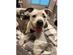 Adopt Queenie a American Pit Bull Terrier / Mixed Breed (Medium) / Mixed dog in