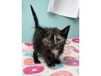 Adopt Jade-kitten a Tortoiseshell Domestic Shorthair / Mixed (short coat) cat in