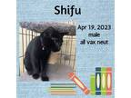 Adopt Shifu a All Black Domestic Shorthair / Mixed (short coat) cat in Sumter