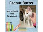 Adopt Peanut Butter a Cream or Ivory (Mostly) Domestic Mediumhair / Mixed