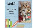 Adopt Maki a Orange or Red (Mostly) Domestic Shorthair / Mixed (short coat) cat