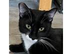 Adopt Duchess a All Black Domestic Shorthair / Mixed cat in Las Vegas